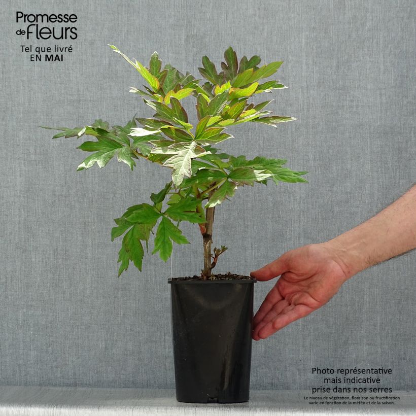 Spécimen de Pivoine arbustive 05 Hai Huang - Paeonia (x) lutea Pot de 3L/4L tel que livré au printemps