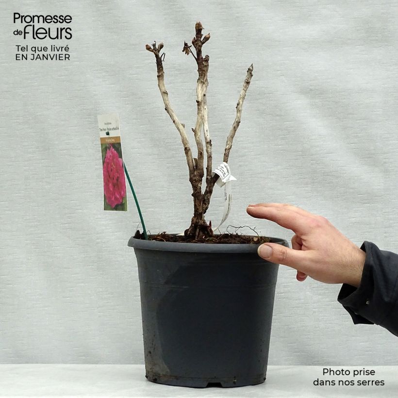 Spécimen de Pivoine arbustive 16 Wu Long Peng Sheng - Paeonia suffruticosa Pot de 6L/7L tel que livré en hiver
