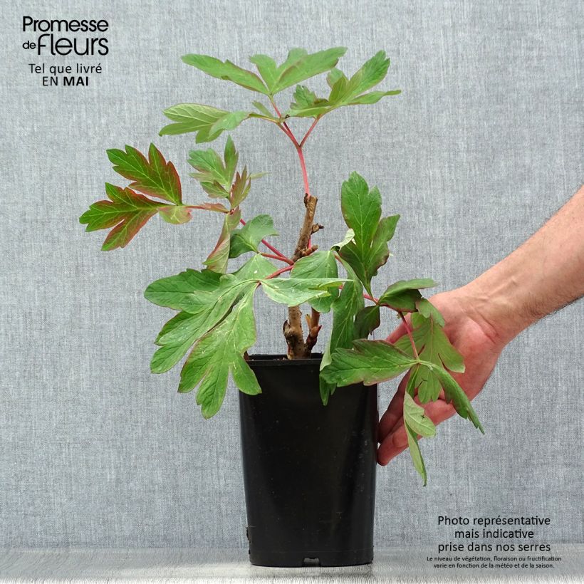 Spécimen de Pivoine arbustive Cai Hui - Paeonia suffruticosa Pot de 2L/3L tel que livré au printemps