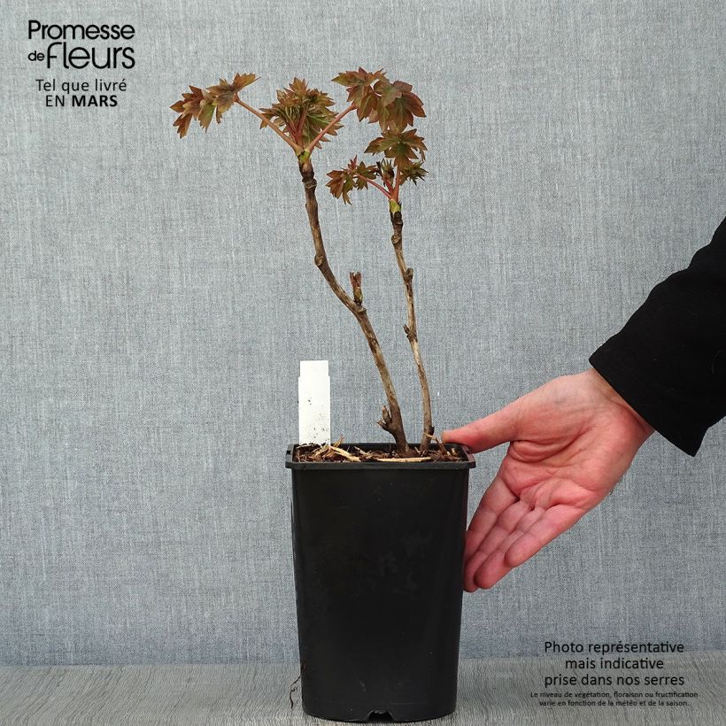 Spécimen de Pivoine arbustive Luo Yang Hong - Paeonia suffruticosa Pot de 2L/3L tel que livré en hiver