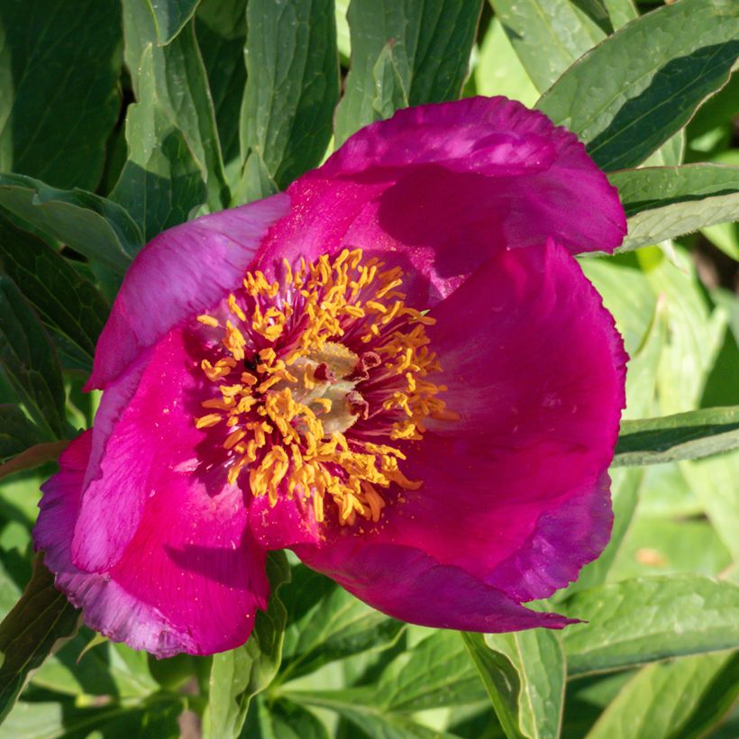Pivoine botanique - Paeonia humilis (Floraison)