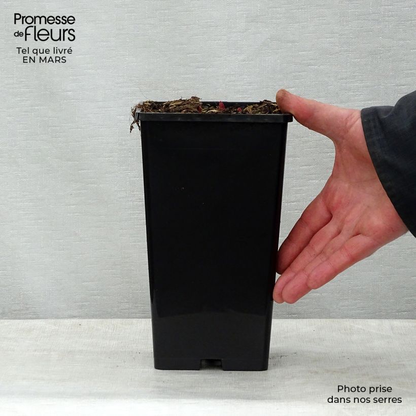 Spécimen de Pivoine lactiflora Buckeye Belle Pot de 3L/4L tel que livré au printemps