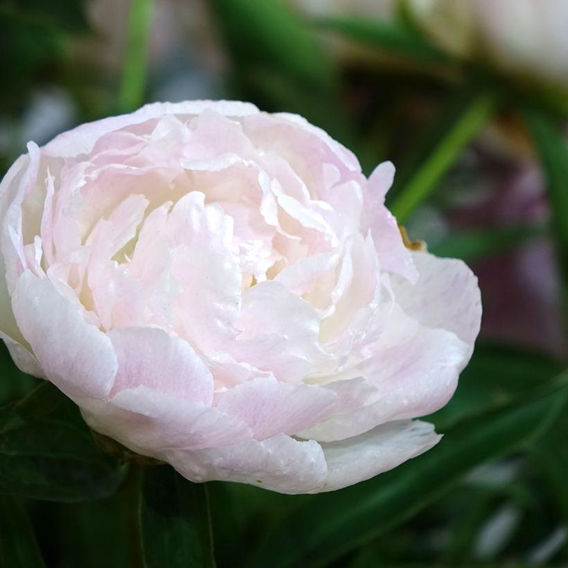 Pivoine lactiflora Chiffon Parfait  (Floraison)