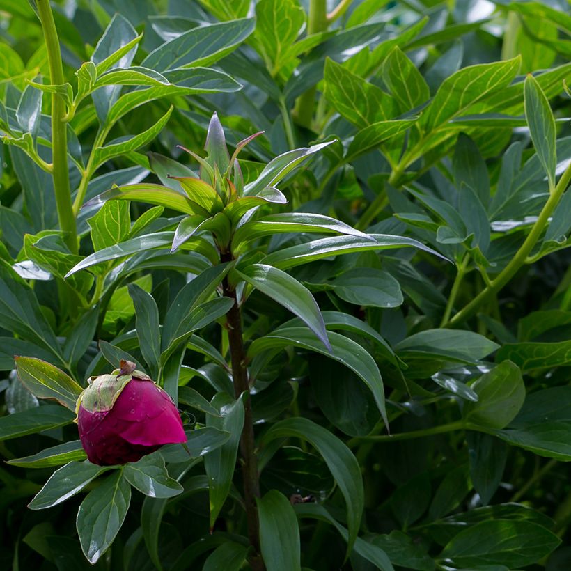 Pivoine lactiflora Command Performance  (Foliage)