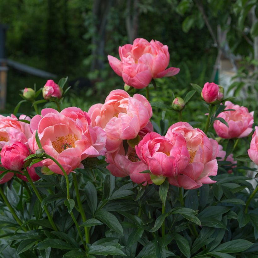 Pivoine lactiflora Coral Charm (Port)