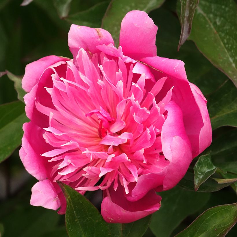 Pivoine lactiflora Edulis Superba (Floraison)