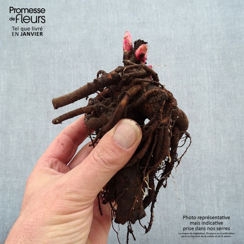 Spécimen de Pivoine lactiflora Fantastic Souche 3/5 yeux tel que livré en hiver