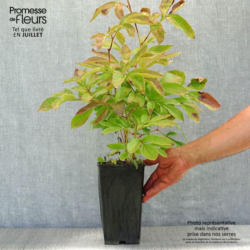 Spécimen de Pivoine lactiflora Festiva Maxima Pot de 3L/4L tel que livré en été