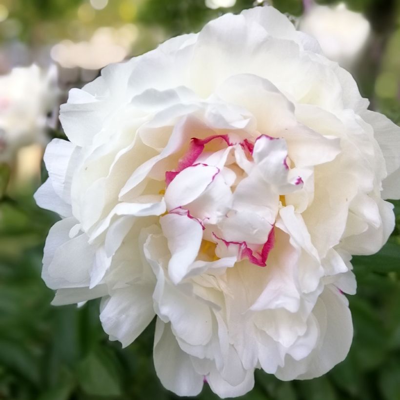 Pivoine lactiflora Festiva Maxima (Floraison)