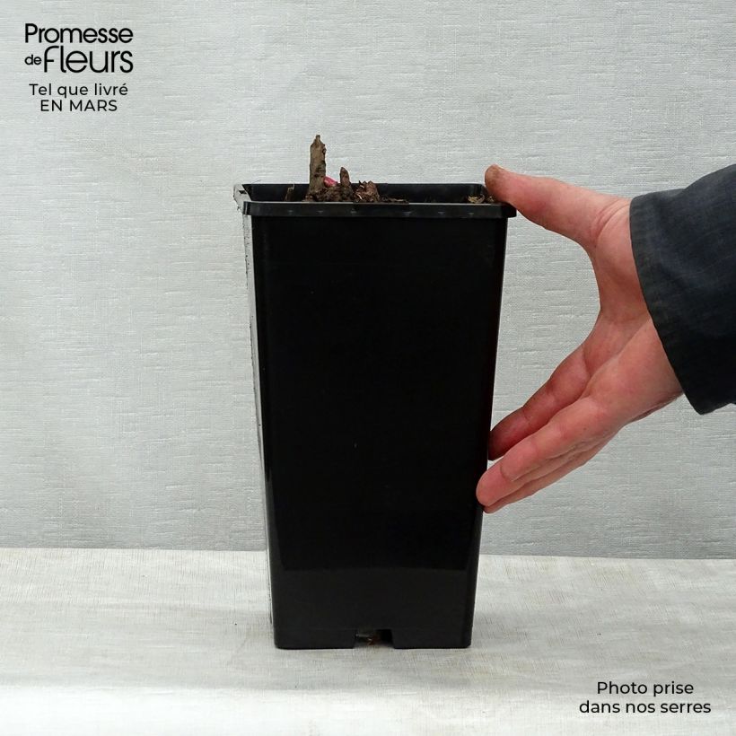 Spécimen de Pivoine lactiflora Gay Paree Pot de 3L/4L tel que livré au printemps