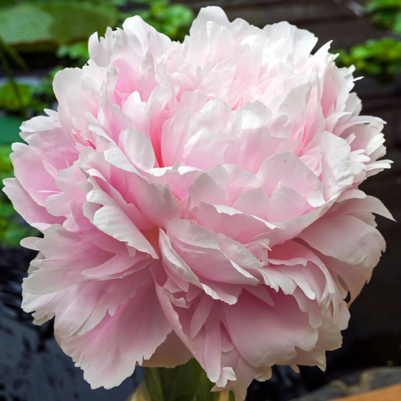 Pivoine lactiflora Morning Kiss (Floraison)