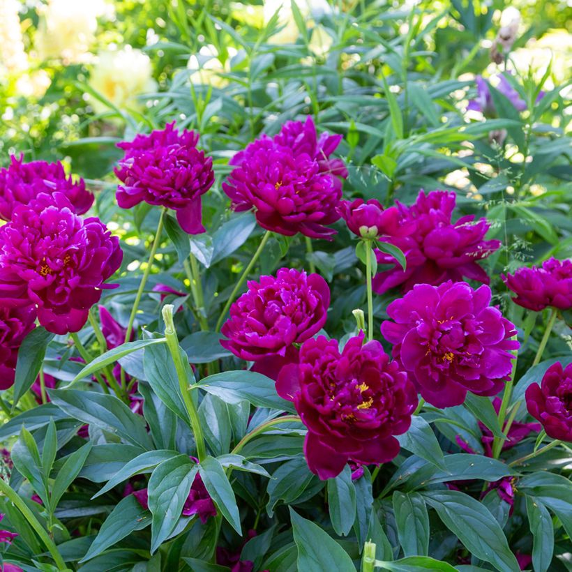 Pivoine lactiflora Peter Brand (Port)