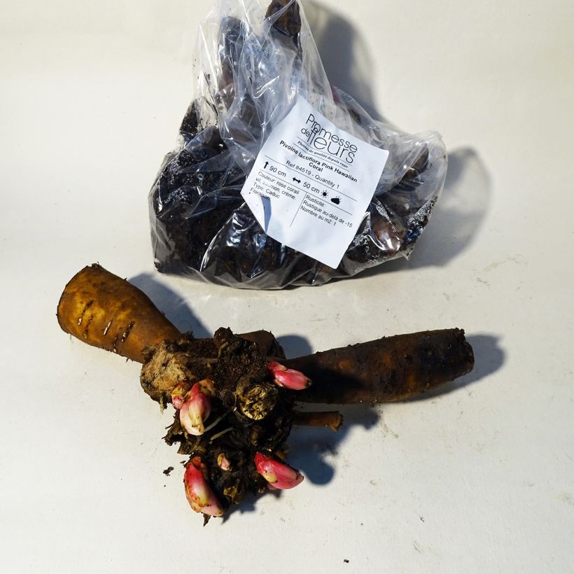 Spécimen de Pivoine lactiflora Pink Hawaiian Coral Souche 3/5 yeux tel que livré au printemps