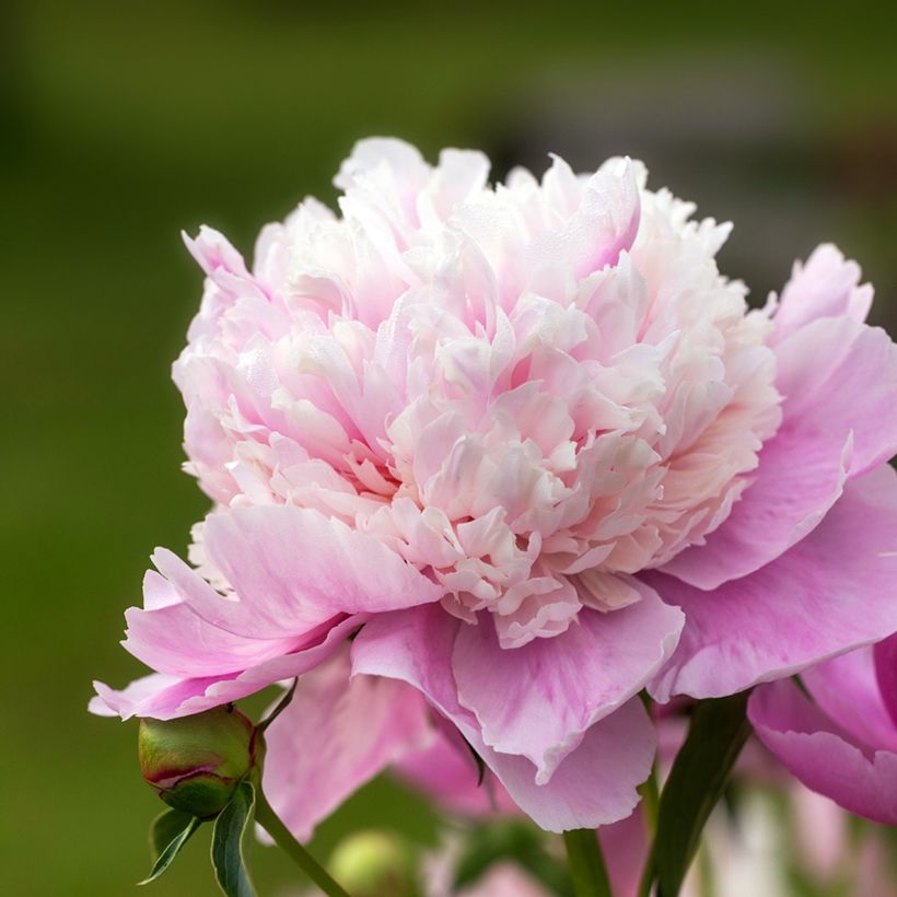 Pivoine lactiflora Sorbet (Floraison)
