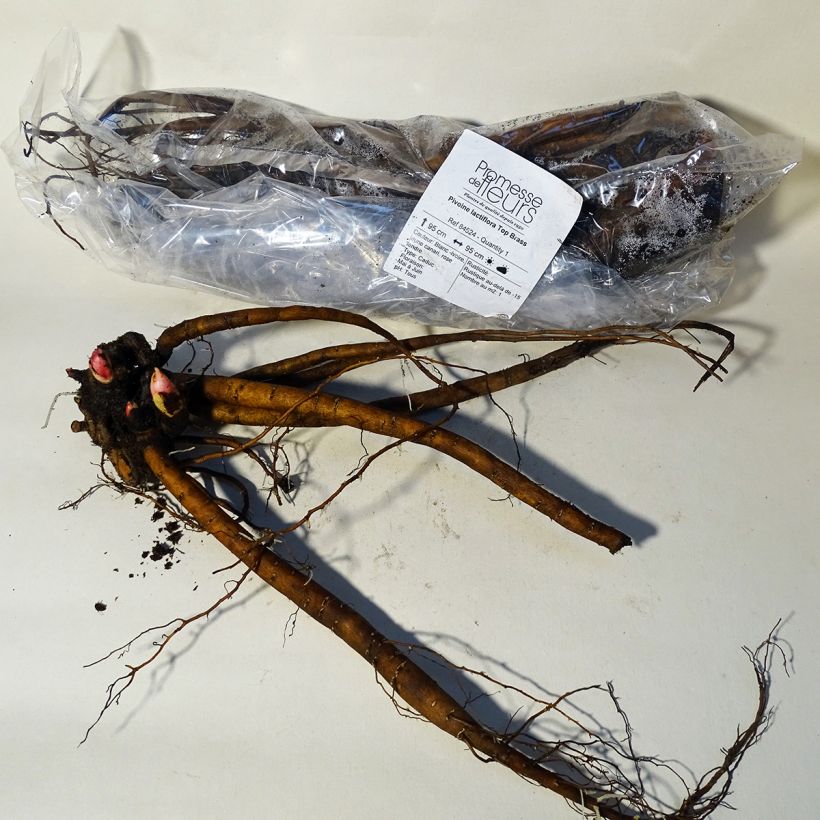 Spécimen de Pivoine lactiflora Top Brass Souche 3/5 yeux tel que livré au printemps