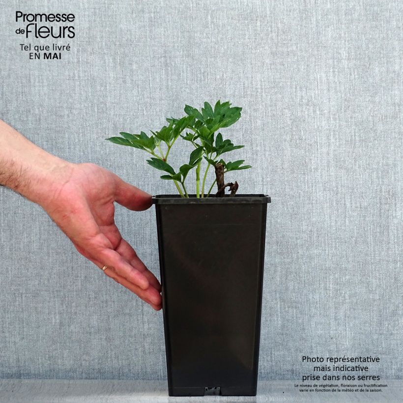 Spécimen de Pivoine officinale Rubra Plena Pot de 12 cm / 13 cm tel que livré au printemps