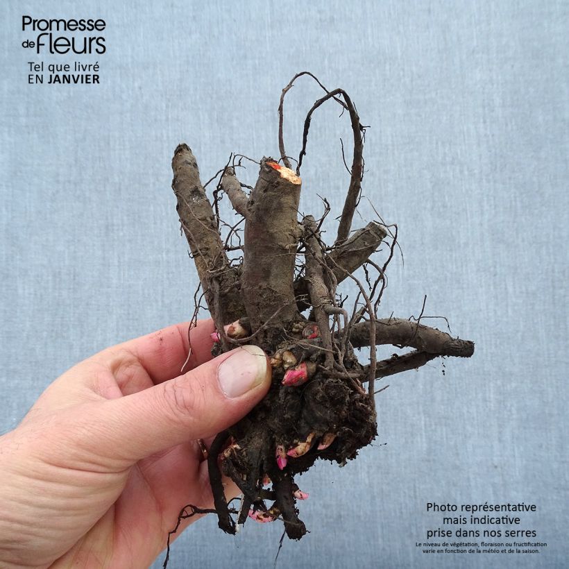 Spécimen de Pivoine officinale Rubra Plena Souche 3/5 yeux tel que livré en hiver