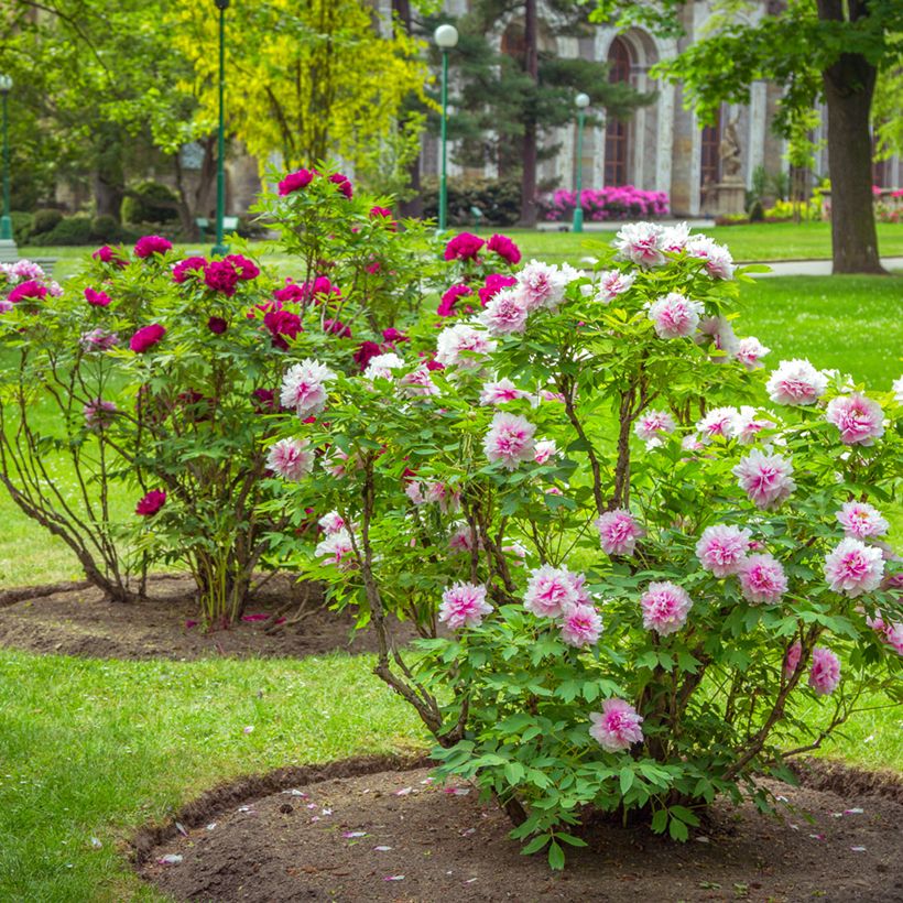 Pivoine arbustive Pink - Paeonia suffruticoa (Port)