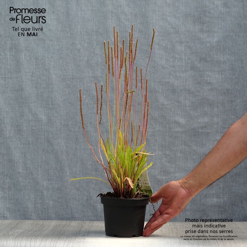 Example of Plantago coronopus - Plantain corne-de-cerf Pot de 1,5L/2L as you get in printemps