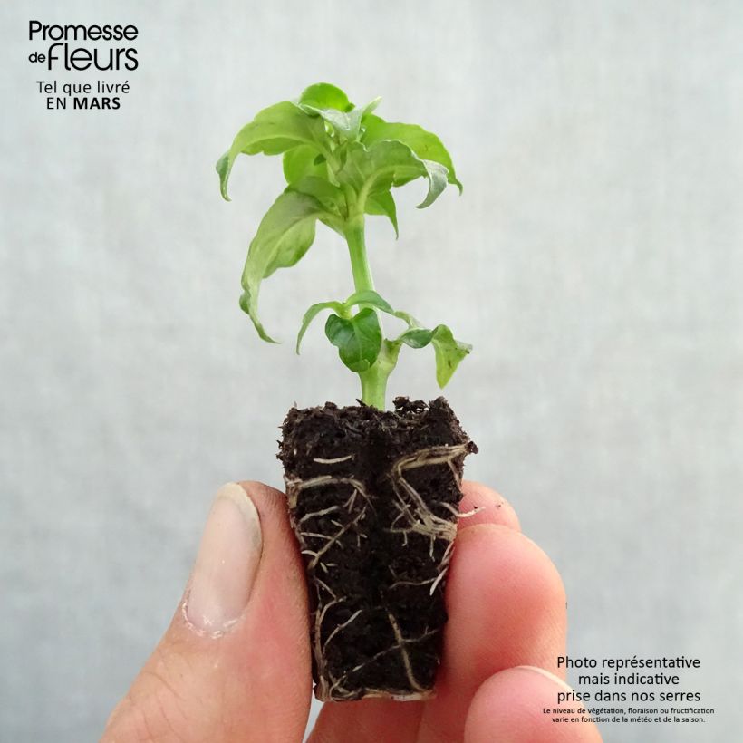 Spécimen de Plante Champignon - Rungia klossii  Mini-motte Ø 3/4 cm, Livré en hauteur de 5 à 10 cm tel que livré au printemps