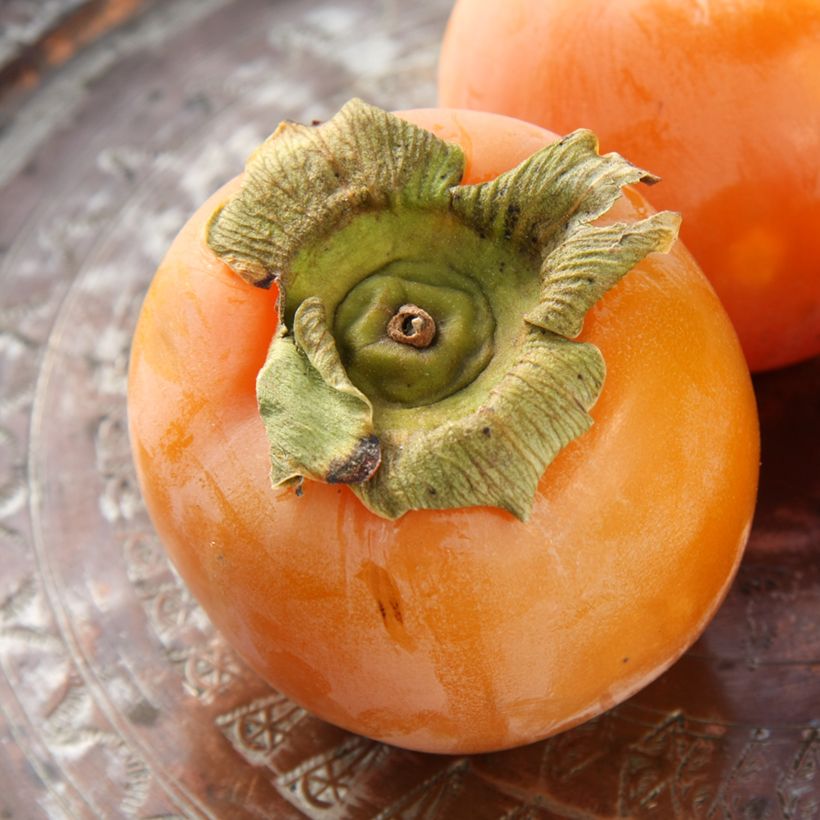 Plaqueminier, Kaki - Diospyros kaki Budapest (Récolte)