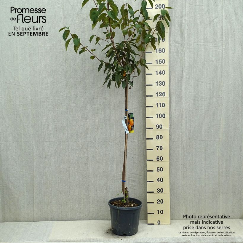Spécimen de Plaqueminier, Kaki - Diospyros kaki Vanillia Pot de 12L/15L, Demi-Tige tel que livré en été