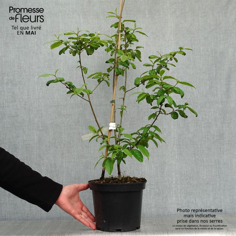 Spécimen de Plaqueminier, Kaki - Diospyros lotus Pot de 3L/4L tel que livré au printemps