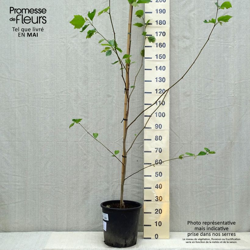 Spécimen de Platanus acerifolia - Platane commun, à feuilles d'érable Pot de 7,5L/10L tel que livré au printemps