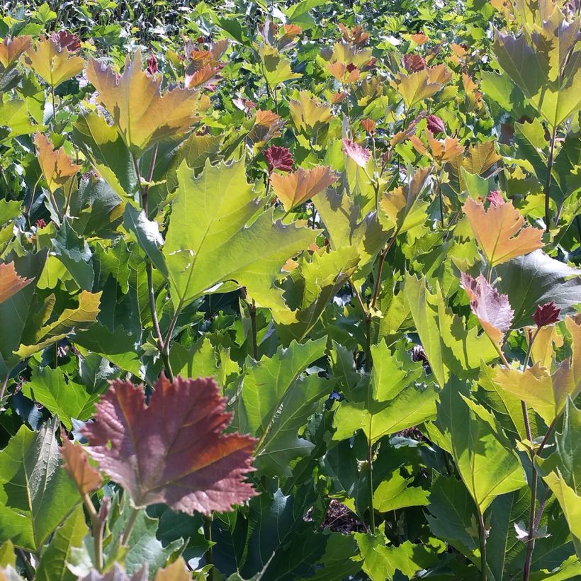 Platanus x hispanica Spartan - Platane (Feuillage)