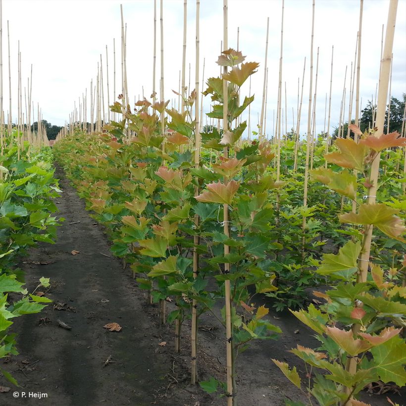 Platanus x hispanica Spartan - Platane (Port)