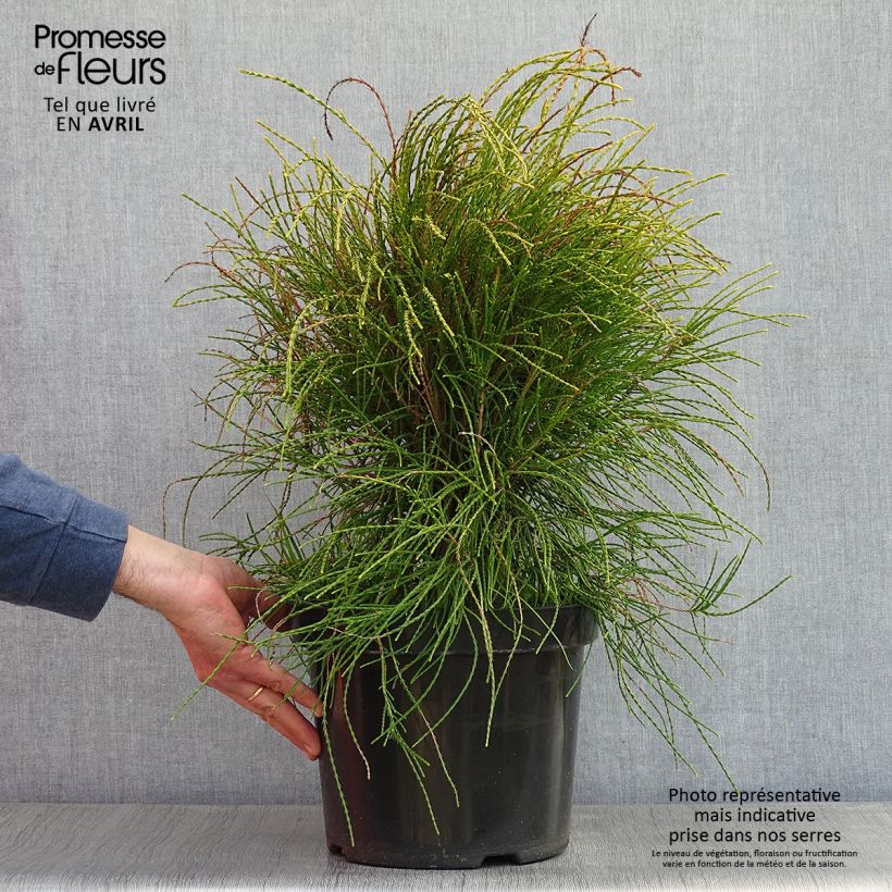 Spécimen de Platycladus orientalis Franky Boy  Pot de 7,5L/10L tel que livré au printemps