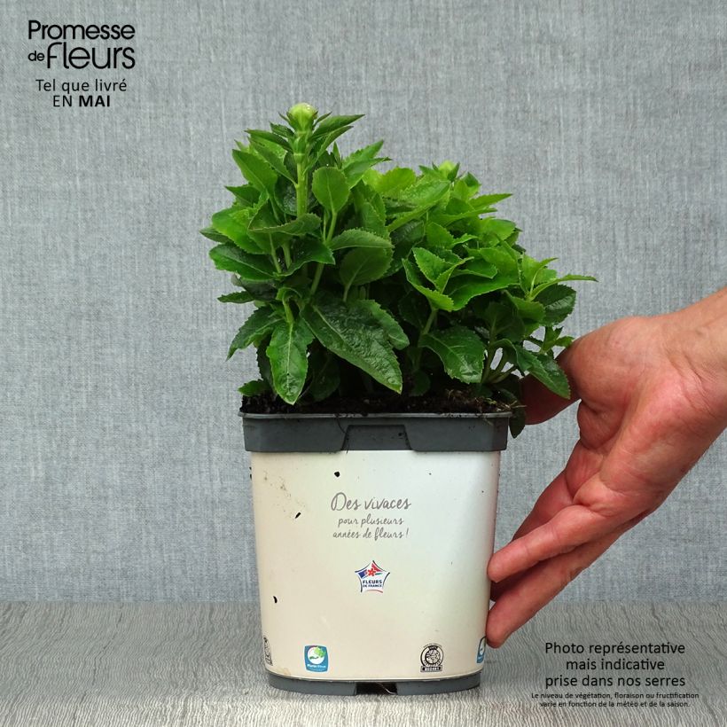 Spécimen de Platycodon grandiflorus Astra White Pot de 2L/3L tel que livré au printemps