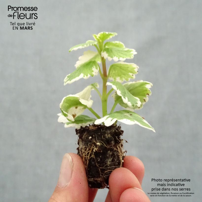 Spécimen de Plectranthus coleoides Variegatus panaché Mini-motte Ø 1,5/2,5 cm, Plant vert de 5 à 10 cm de haut tel que livré au printemps