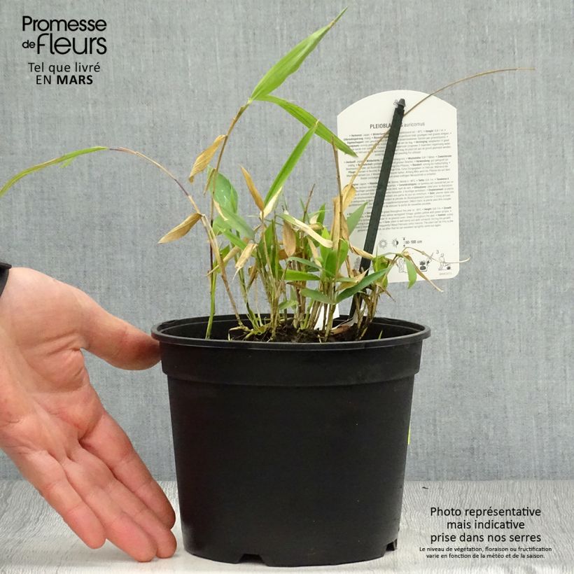 Example of Pleioblastus auricomus - Bambou nain doré Pot de 1L/1,5L as you get in printemps