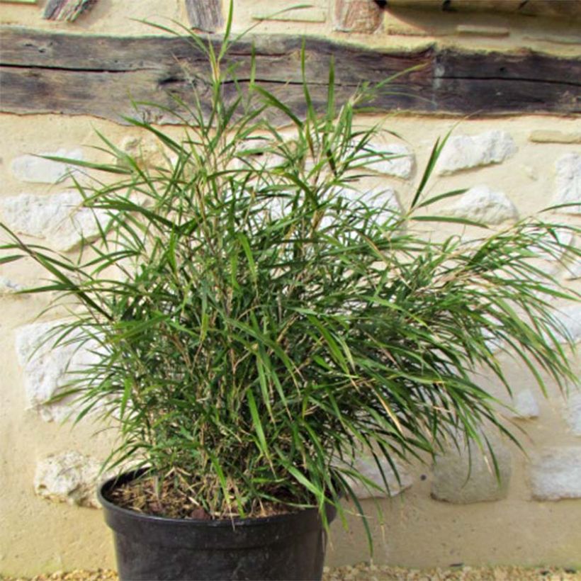 Pleioblastus linearis - Bambou moyen 2/3L (Foliage)
