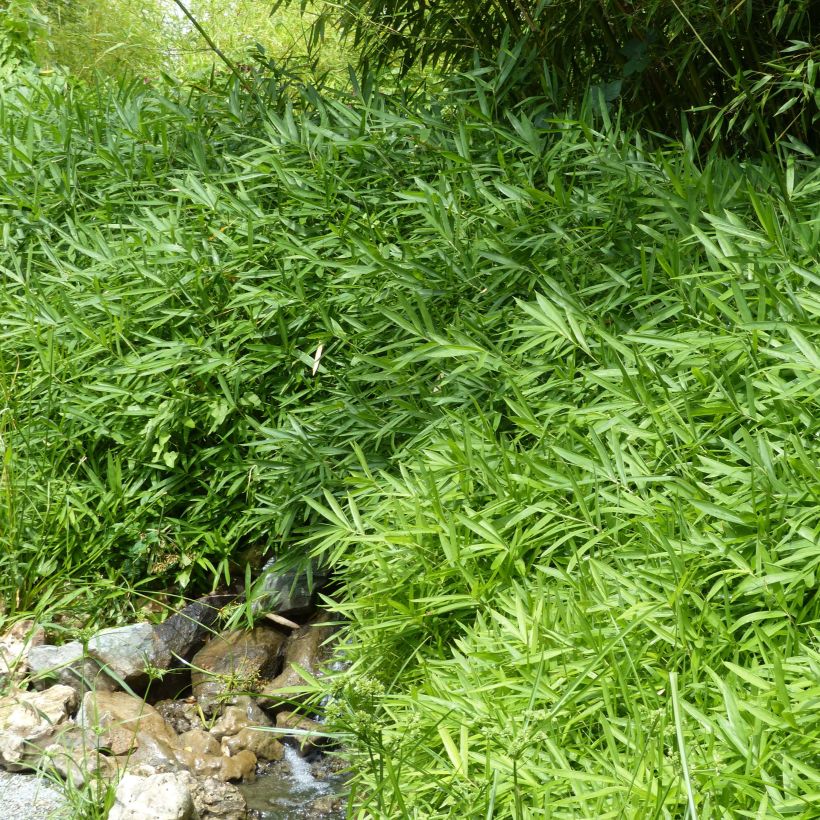 Pleioblastus pygmaeus Distichus - Bambou nain (Plant habit)