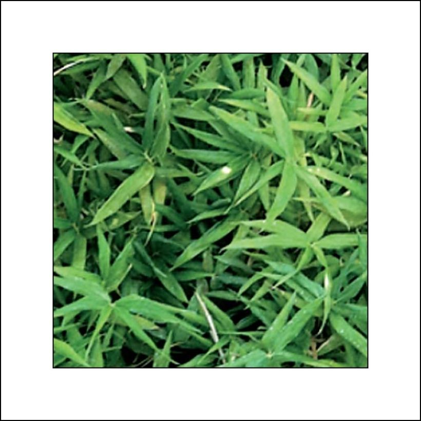 Pleioblastus viridistriatus Vagans - Bambou nain  (Foliage)