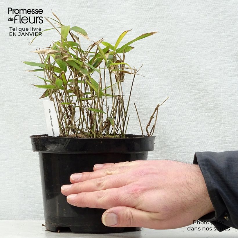 Example of Pleioblastus viridistriatus Vagans - Bambou nain  Pot de 1L/1,5L as you get in hiver