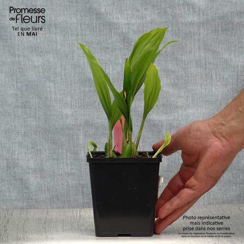 Example of Pleione Glacier Peak - Orchidée terrestre Pot de 1L/1,5L as you get in printemps