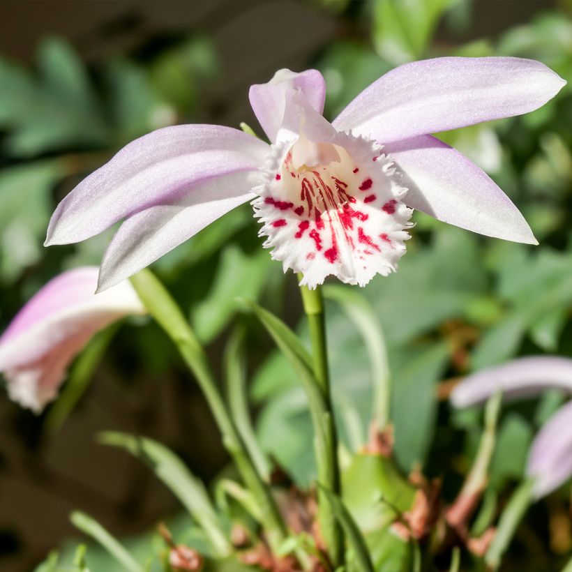Pleione Glacier Peak - Orchidée terrestre (Plant habit)