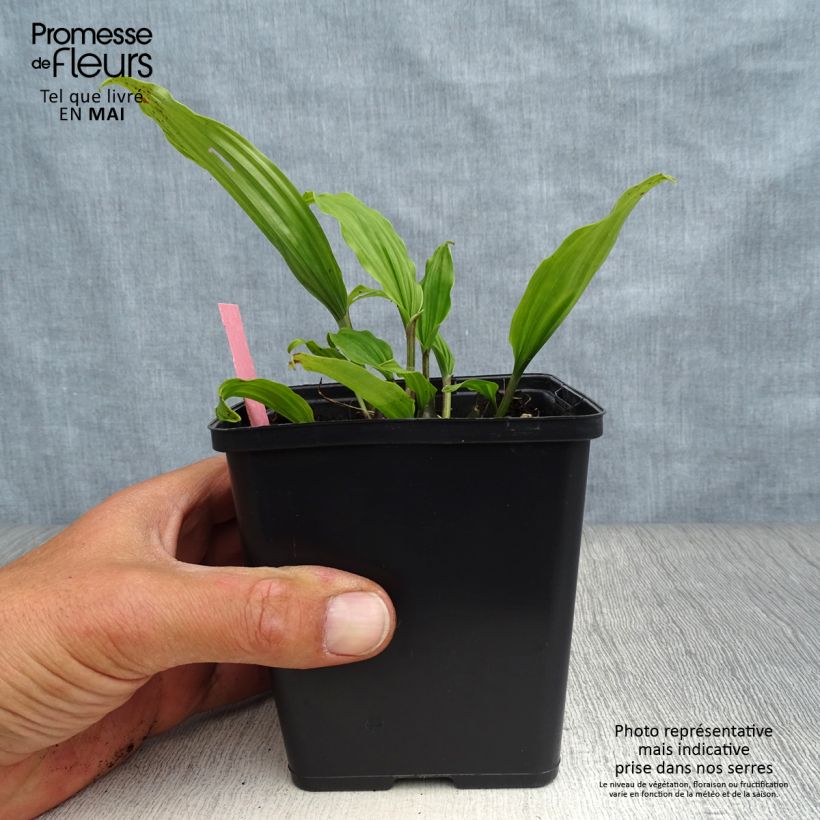 Example of Pleione Tongariro - Orchidée terrestre Pot de 1L/1,5L as you get in printemps