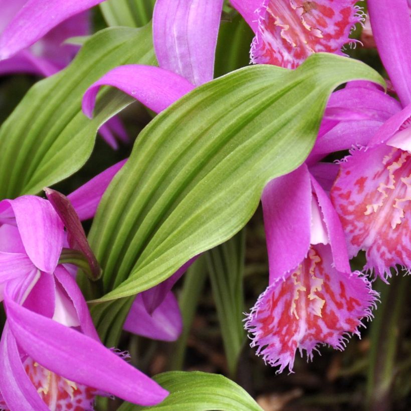 Pleione Tongariro - Orchidée terrestre (Foliage)