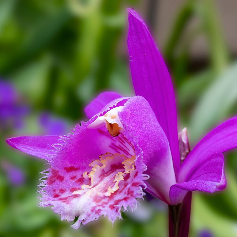 Pleione Tongariro - Orchidée terrestre (Flowering)