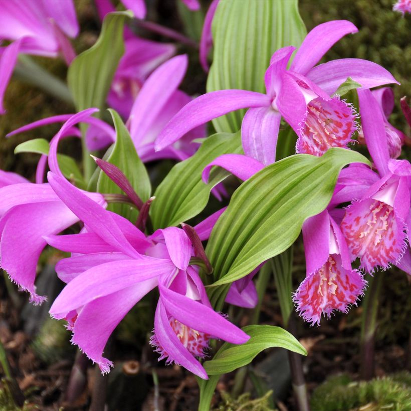 Pleione Tongariro - Orchidée terrestre (Plant habit)