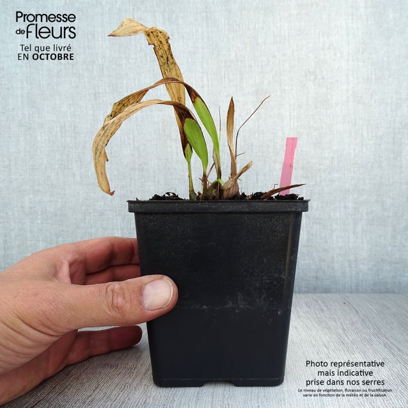 Spécimen de Pleione formosana - Orchidée de Formose terrestre  Godet de 8/9 cm tel que livré en automne