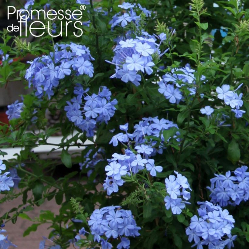 Plumbago auriculata Dark Blue - Plumbago du Cap Dark Blue  (Flowering)