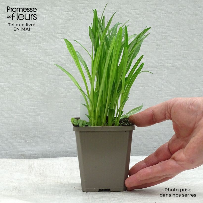 Example of Plume du Kansas - Liatris spicata Alba Godet de 8/9 cm as you get in printemps