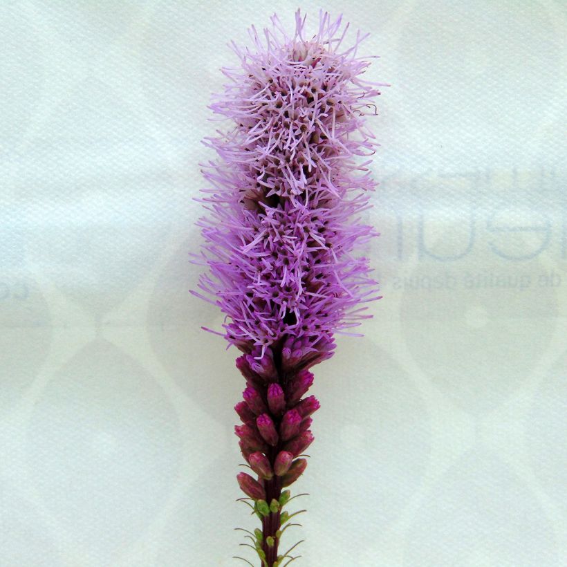 Plume du Kansas, Liatris spicata Floristan Violet (Flowering)