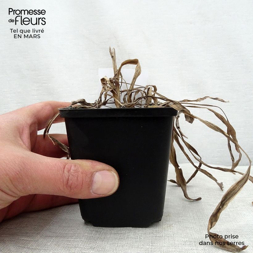 Spécimen de Plume du Kansas ou Liatris spicata Kobold Godet de 8/9 cm tel que livré au printemps