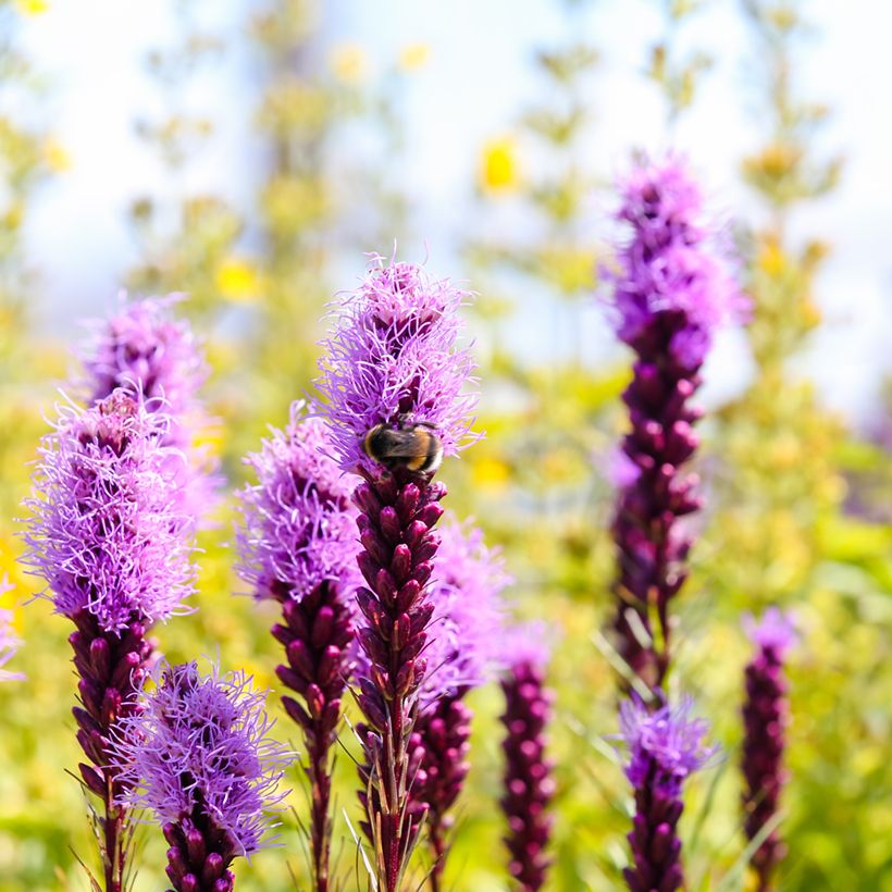 Plume du Kansas ou Liatris spicata Kobold (Floraison)